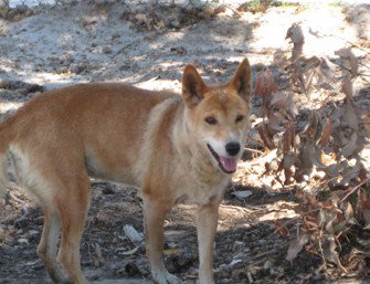 Cohunu Koala Park - Accommodation Resorts 0