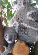 Cohunu Koala Park - Accommodation Resorts 1