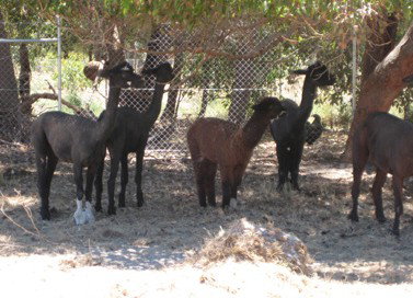 Cohunu Koala Park - Accommodation Resorts 2