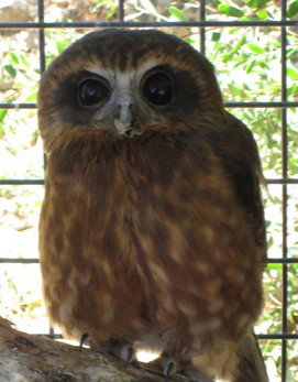 Cohunu Koala Park - Accommodation Resorts 3