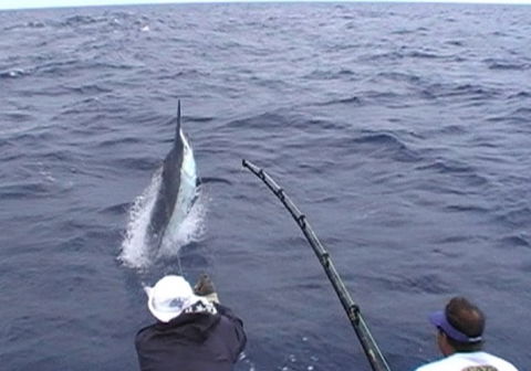 Amokura Charters - Accommodation Resorts 0