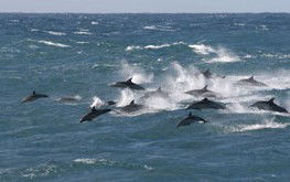 Accommodation Resorts