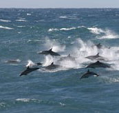 Tamboi Queen Cruises - Accommodation Resorts