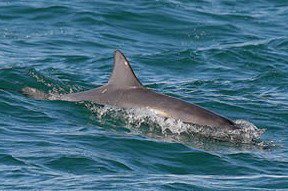 Byron Bay Dolphin Wildlife Tours - Accommodation Resorts 0