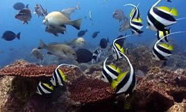 Byron Bay Dolphin Wildlife Tours - Accommodation Resorts 3