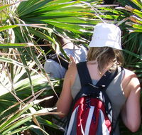 Palm Jungle loop track - Accommodation Resorts