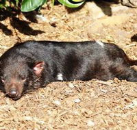 Symbio Wildlife Park - Accommodation Resorts