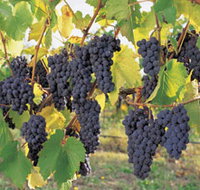 Hills Short Wine and Food Trail - Accommodation Resorts