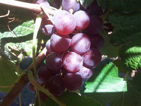 Top Note Vineyard - Accommodation Resorts 1