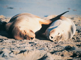 Cape Borda Lightstation - Flinders Chase National Park - Accommodation Resorts 1