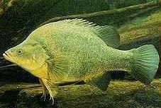 Charleville - Bakers Bend Warrego River Fishing Spot - Accommodation Resorts 2