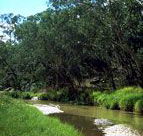 Salvator Rosa Section - Carnarvon National Park - Accommodation Resorts