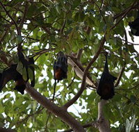 Manngarre Rainforest Walk - Accommodation Resorts