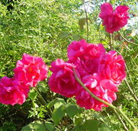 Bishop's Lodge Historic House and Heritage Rose Garden - Accommodation Resorts