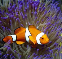 Reef HQ Aquarium - Accommodation Resorts