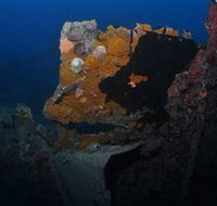 Lady Bowen Dive Site - Accommodation Resorts