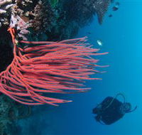 Eddy Reef Dive Site - Accommodation Resorts