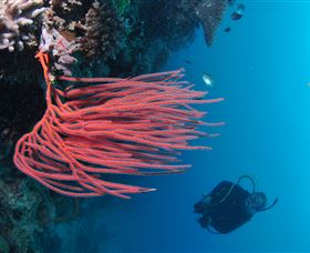 Eddy Reef Dive Site - Accommodation Resorts 0