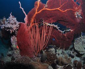 Eddy Reef Dive Site - Accommodation Resorts 2