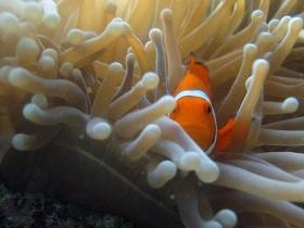 Beaver Reef Dive Site - Accommodation Resorts 0