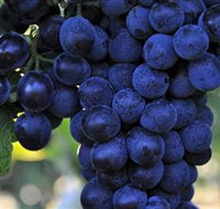 De Bortoli Wines Bilbul - Accommodation Resorts