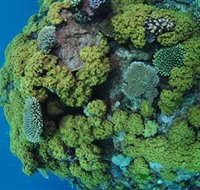 Keeper Reef Dive Site - Accommodation Resorts
