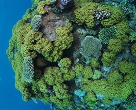 Keeper Reef Dive Site - Accommodation Resorts 0