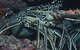 Keeper Reef Dive Site - thumb 2