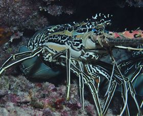 Keeper Reef Dive Site - Accommodation Resorts 2