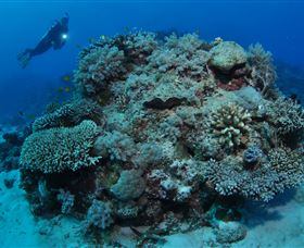 Keeper Reef Dive Site - Accommodation Resorts 1