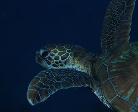 Keeper Reef Dive Site - Accommodation Resorts 3