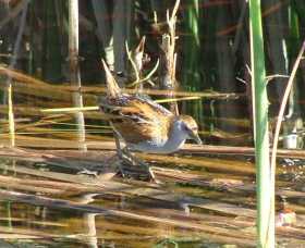Fivebough Wetlands - Accommodation Resorts 1