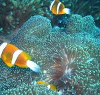 Davies Reef Dive Site - Accommodation Resorts