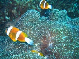 Davies Reef Dive Site - Accommodation Resorts 0