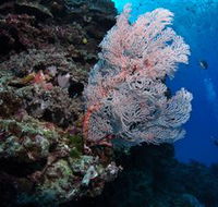 Barracuda Bommie Dive Site - Accommodation Resorts