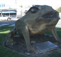 Big Cane Toad - Accommodation Resorts