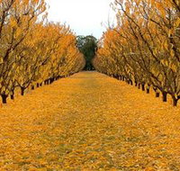 Sun Country on the Murray Farm Gate Trail - Accommodation Resorts