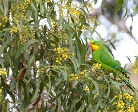 Savernake Day Tours - Accommodation Resorts 2