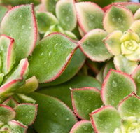 Billabong Garden Complex  Cafe - Accommodation Resorts