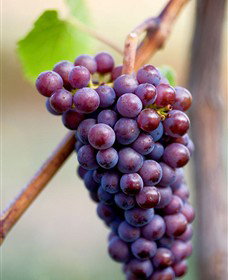 Ellender Estate - Accommodation Resorts 6