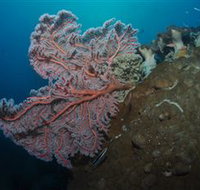 Luncheon Bay Dive Site - Accommodation Resorts