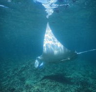 Manta Ray Bay Dive Site - Accommodation Resorts