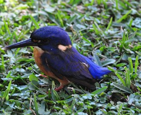 Mount Arthur Reserve - Accommodation Resorts 1