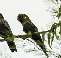 Conimbla National Park - Accommodation Resorts