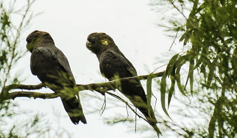 Conimbla National Park - Accommodation Resorts 0