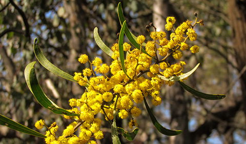 Conimbla National Park - Accommodation Resorts 2