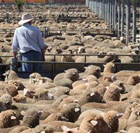 Livestock Marketing Centre - Accommodation Resorts