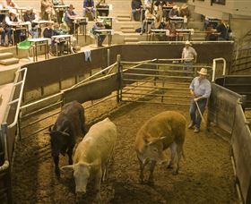 Livestock Marketing Centre - Accommodation Resorts 1
