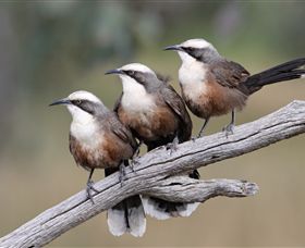 Winton Wetlands Reserve - Accommodation Resorts 1