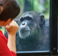 The Rockhampton Zoo - Accommodation Resorts